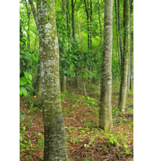agarwood trees ANR INFRA PROJECTS